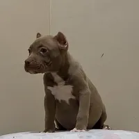 MBF 1, a female American Bully for sale in Collierville, TN – Photo 1 of 5