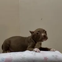 MBF 4, a female American Bully for sale in Collierville, TN – Photo 3 of 5