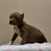 MBF 4, a female American Bully for sale in Collierville, TN – Photo 2 of 5