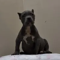 MBF 2, a female American Bully for sale in Collierville, TN – Photo 3 of 5