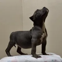 MBF 2, a female American Bully for sale in Collierville, TN – Photo 1 of 5