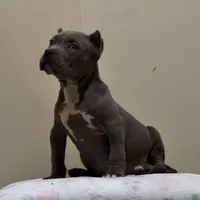 MBF 2, a female American Bully for sale in Collierville, TN – Photo 2 of 5