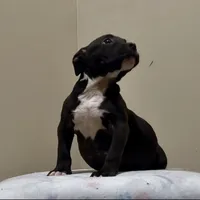 MBF 5, a female American Bully for sale in Collierville, TN – Photo 3 of 5