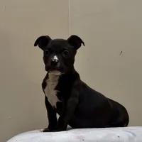 MBF 5, a female American Bully for sale in Collierville, TN – Photo 1 of 5