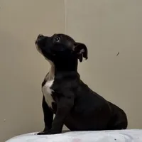 MBF 5, a female American Bully for sale in Collierville, TN – Photo 2 of 5