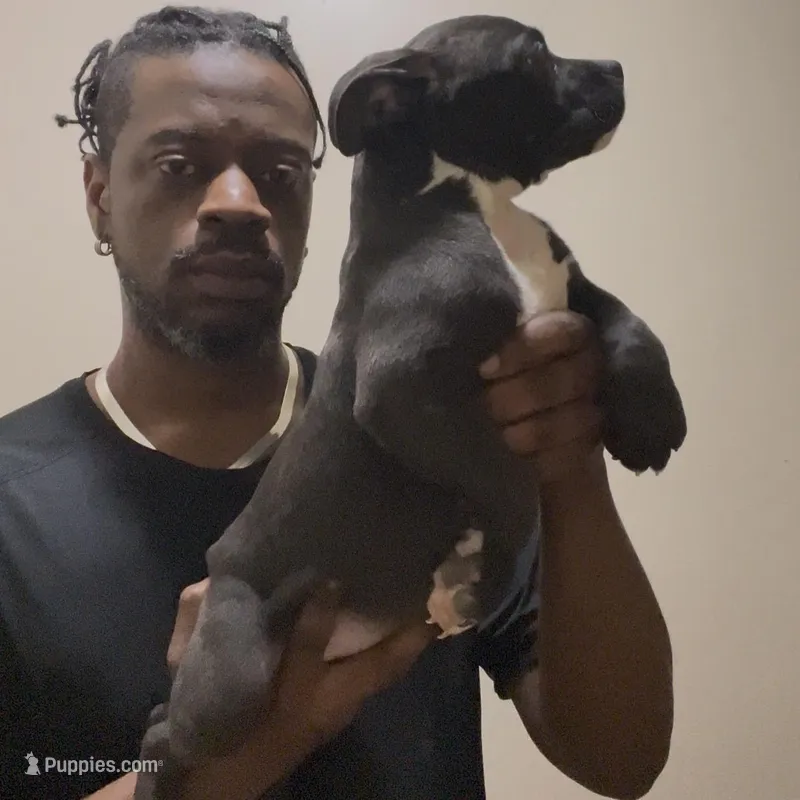 MBF 5 – American Bully puppy for sale in Collierville, TN