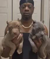 Big mama, a female American Bully for sale in Collierville, TN – Photo 2 of 8