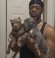 Big mama, a female American Bully for sale in Collierville, TN – Photo 4 of 8