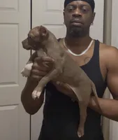 Big mama, a female American Bully for sale in Collierville, TN – Photo 6 of 8