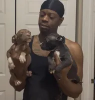 Big mama, a female American Bully for sale in Collierville, TN – Photo 3 of 8