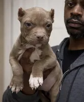 Big mama, a female American Bully for sale in Collierville, TN – Photo 1 of 8