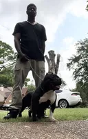 Big mama, a female American Bully for sale in Collierville, TN – Photo 8 of 8