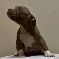 MBF 3, a female American Bully for sale in Collierville, TN – Photo 1 of 5
