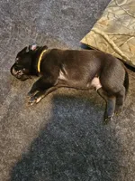 Yellow Collar , a male Labrador Retriever for sale in Liberty, MO – 1 of 1