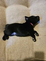 Pink Collar , a female Labrador Retriever for sale in Liberty, MO – 1 of 1