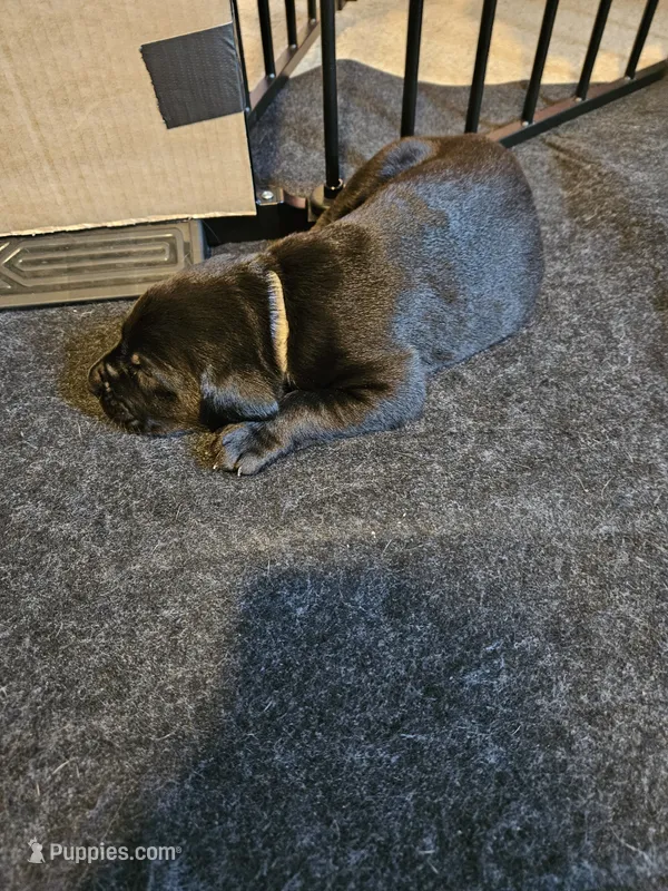 White Collar  – Labrador Retriever puppy for sale in Liberty, MO