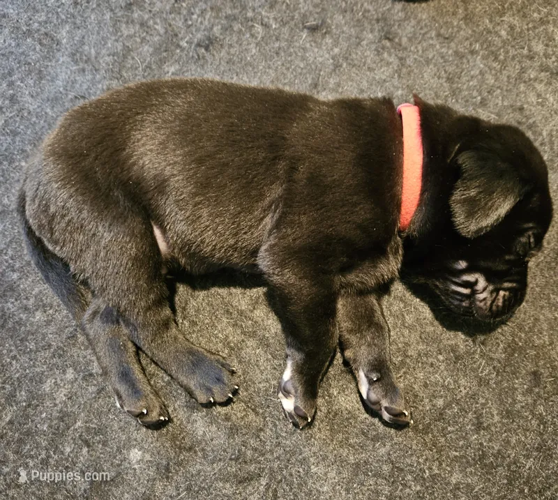 Orange Collar – Labrador Retriever puppy for sale in Liberty, MO