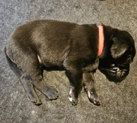 Orange Collar, a male Labrador Retriever for sale in Liberty, MO – 1 of 1