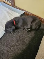 Red Collar , a male Labrador Retriever for sale in Liberty, MO – 1 of 1