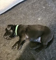 Green Collar , a male Labrador Retriever for sale in Liberty, MO – 1 of 1