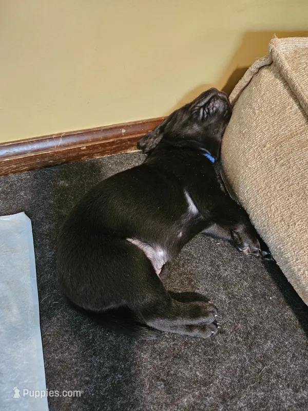 Blue Collar  – Labrador Retriever puppy for sale in Liberty, MO