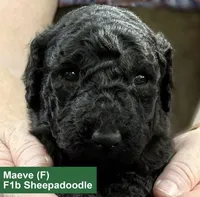 Maeve, a female Sheepadoodle for sale in Pine City, MN – 1 of 1