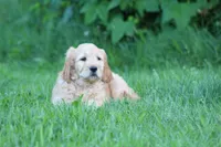 Max, a male Goldendoodle for sale in Yacolt, WA – 7 of 7