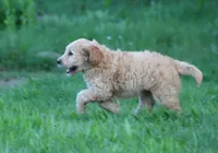 Max, a male Goldendoodle for sale in Yacolt, WA – 6 of 7