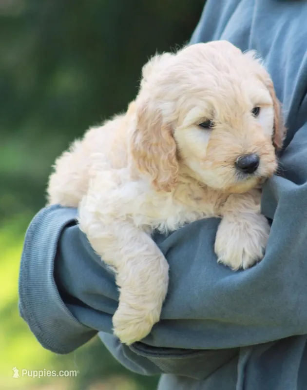 Charlie – Goldendoodle puppy for sale in Yacolt, WA