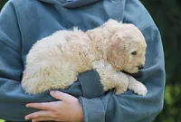 Charlie, a male Goldendoodle for sale in Yacolt, WA – Photo 3 of 3