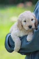 Charlie, a male Goldendoodle for sale in Yacolt, WA – Photo 2 of 3
