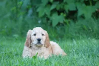 Max, a male Goldendoodle for sale in Yacolt, WA – 5 of 7