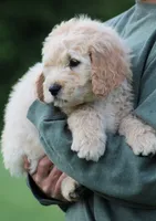 Charlie, a male Goldendoodle for sale in Yacolt, WA – 9 of 9