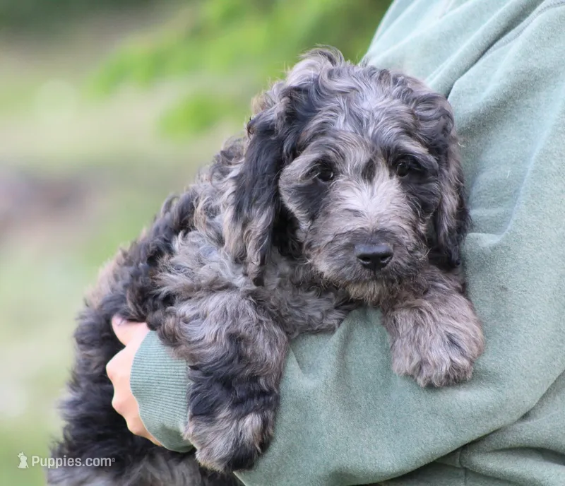Jasper – Goldendoodle puppy for sale in Yacolt, WA
