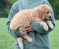 Remi, a male Goldendoodle for sale in Yacolt, WA – 2 of 8