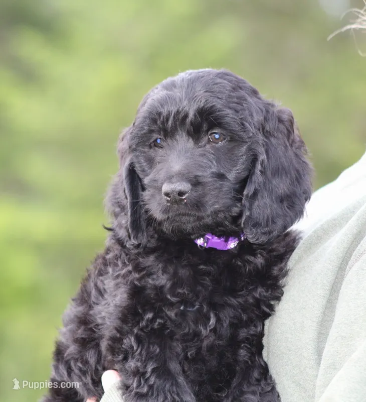 Luna – Goldendoodle puppy for sale in Yacolt, WA