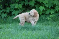 Max, a male Goldendoodle for sale in Yacolt, WA – 4 of 7
