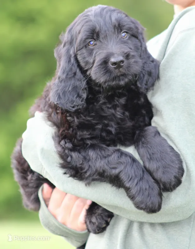 Milo – Goldendoodle puppy for sale in Yacolt, WA
