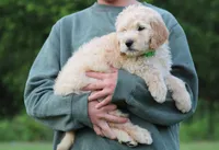 Charlie, a male Goldendoodle for sale in Yacolt, WA – 5 of 9