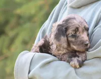 Jasper, a male Goldendoodle for sale in Yacolt, WA – Photo 2 of 3