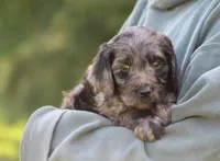 Jasper, a male Goldendoodle for sale in Yacolt, WA – Photo 1 of 3