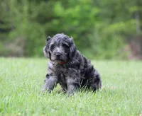 Jasper, a male Goldendoodle for sale in Yacolt, WA – 4 of 6