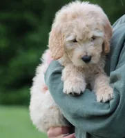 Charlie, a male Goldendoodle for sale in Yacolt, WA – 4 of 9