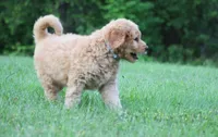 Remi, a male Goldendoodle for sale in Yacolt, WA – 7 of 8