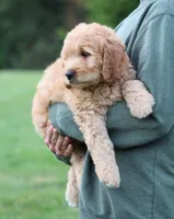 Remi, a male Goldendoodle for sale in Yacolt, WA – 4 of 8