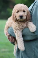 Remi, a male Goldendoodle for sale in Yacolt, WA – 5 of 8