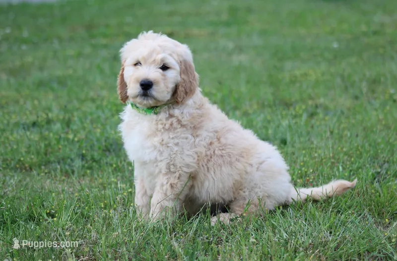 Charlie – Goldendoodle puppy for sale in Yacolt, WA