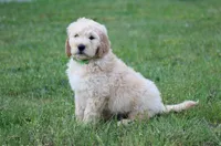 Charlie, a male Goldendoodle for sale in Yacolt, WA – 1 of 9