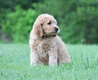 Remi, a male Goldendoodle for sale in Yacolt, WA – 8 of 8