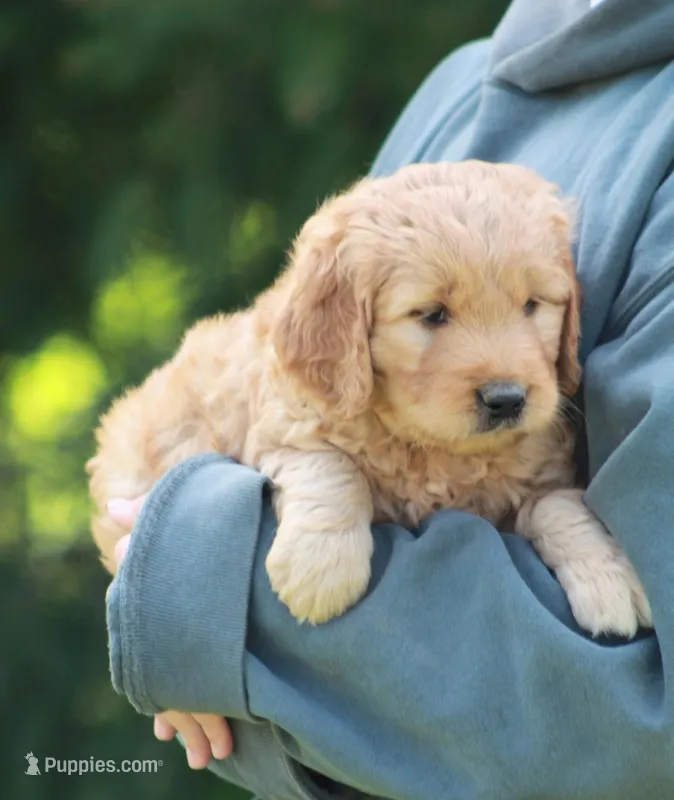 Remi – Goldendoodle puppy for sale in Yacolt, WA